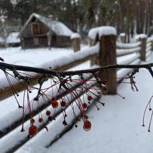 Pārgājiens “Meža veldze Brīvdabas muzejā” 15. decembrī