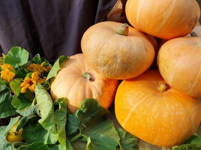 Rudens ražas krāvums ar krāsainiem ķirbjiem. 