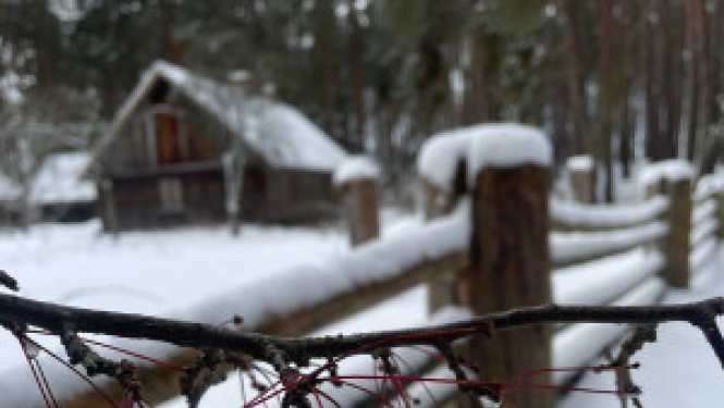 Pārgājiens “Meža veldze Brīvdabas muzejā” 15. decembrī
