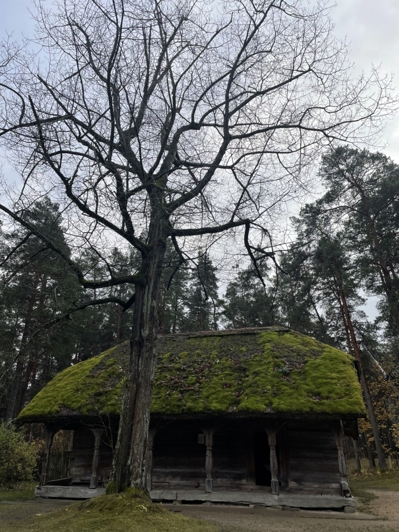 Krēslains rudens vakars Latvijas Etnogrāfiskā brīvdabas muzeja sētā ar lielu koku un vēsturisku koka klētiņu.