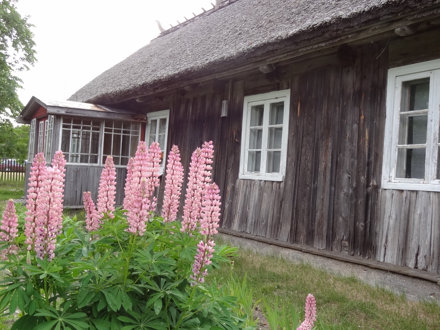 Tradicionālā Vītolnieku dzīvojamā ēka, kuras priekšplānā krāšņi zied violetas lupīnas.