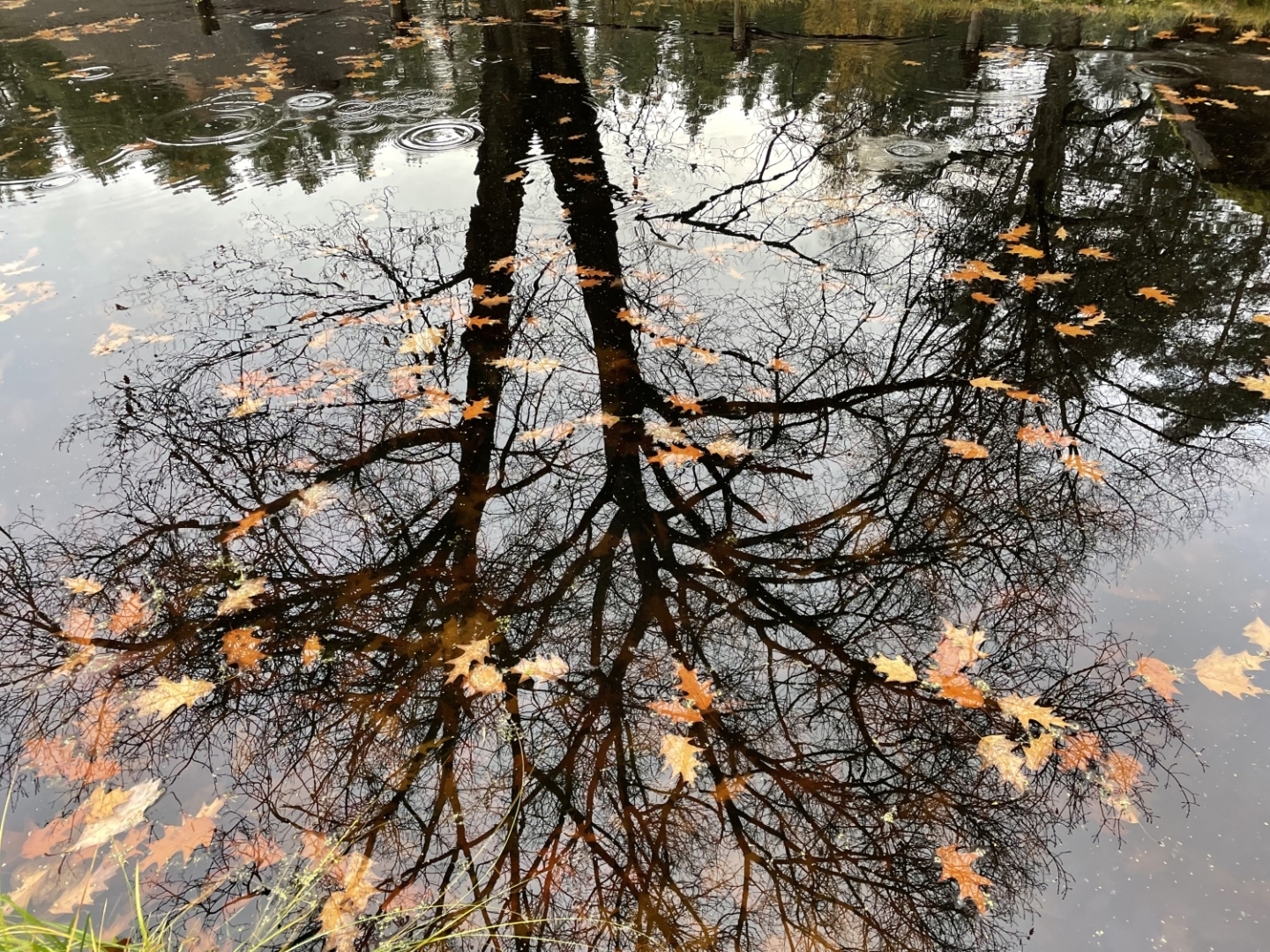 Rudens ainava ar koka stumbra un zaru atspīdumu mierīgā dīķa ūdenī, kurā peld dzeltenas un brūnas koku lapas.