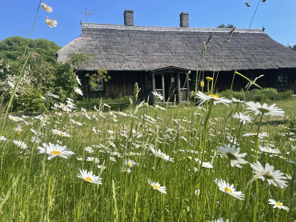 Ziedošu margrietiņu pļava, fonā redzama vēsturiskā Lurķu māja.