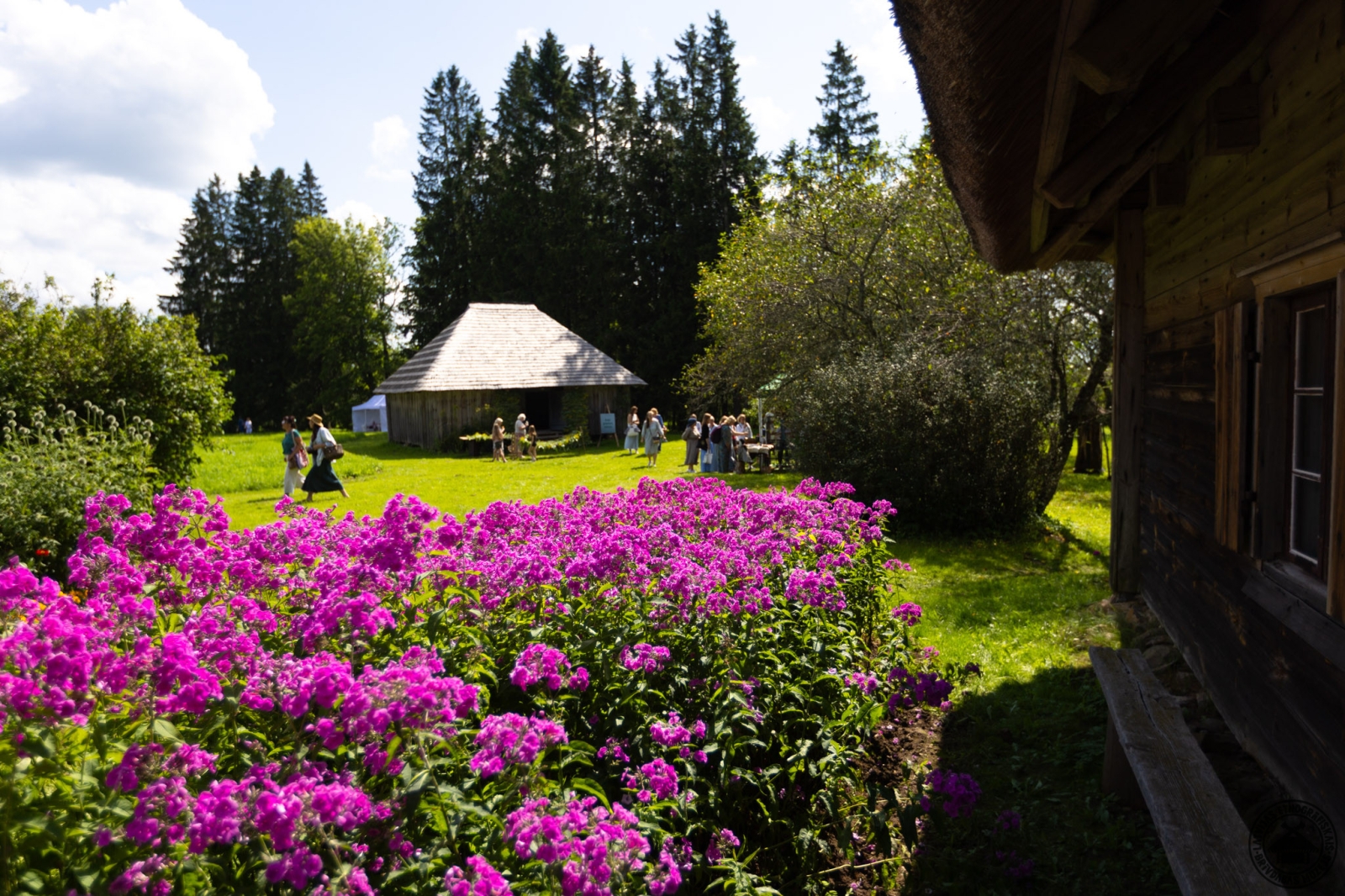 Vēveru pagalma skats ar koši lillā flokšu dobi krāšņā vasaras plaukumā. 