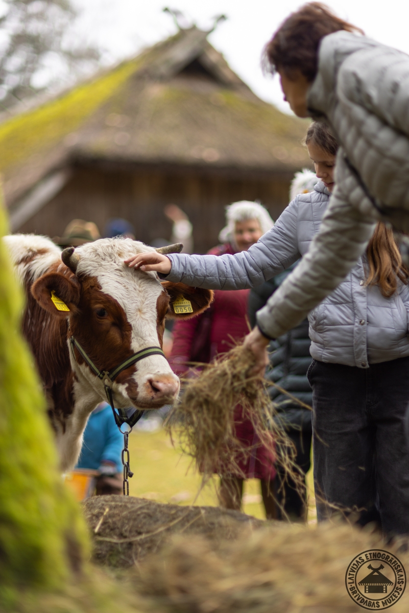 Pasākuma apmeklētāji glauda un baro muzeja gotiņu. 