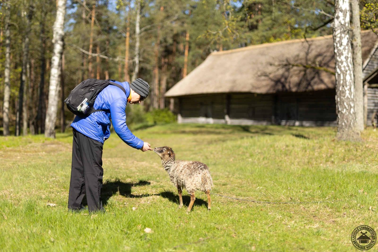 Pasākuma apmeklētājs mīļi baro aitiņu muzeja dzīvnieku stūrītī. 
