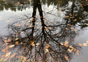 Rudens ainava ar koka stumbra un zaru atspīdumu mierīgā dīķa ūdenī, kurā peld dzeltenas un brūnas koku lapas.
